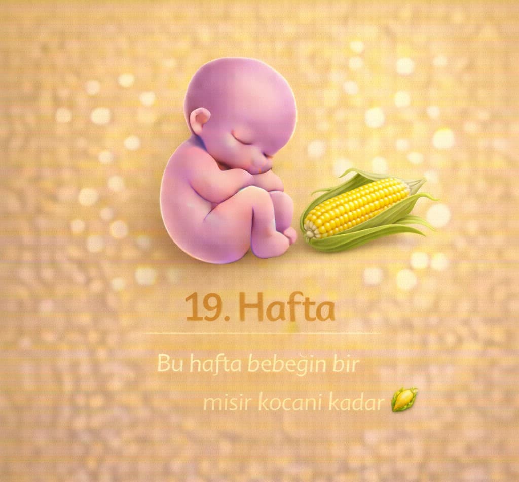 19. Hafta Gebelik